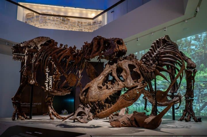 The Abu Dhabi Museum of Natural History Showcases Unique Exhibits and Rare Scientific Collections