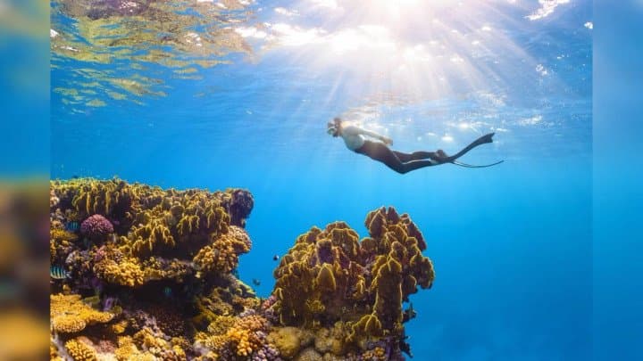 الغوص في البحر الأحمر.. تجربة استثنائية بين الشعاب المرجانية والجزر البكر